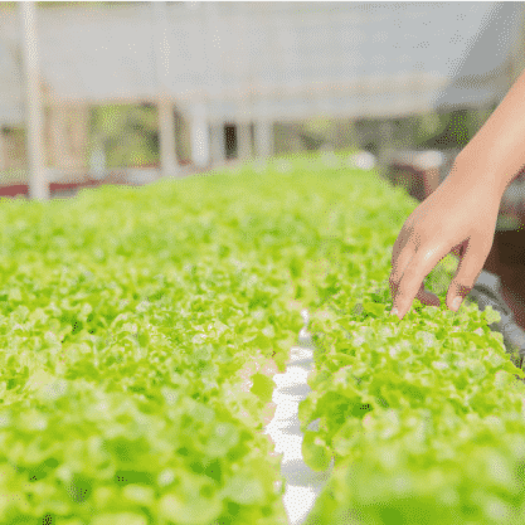 hydroponic farming business plan in india