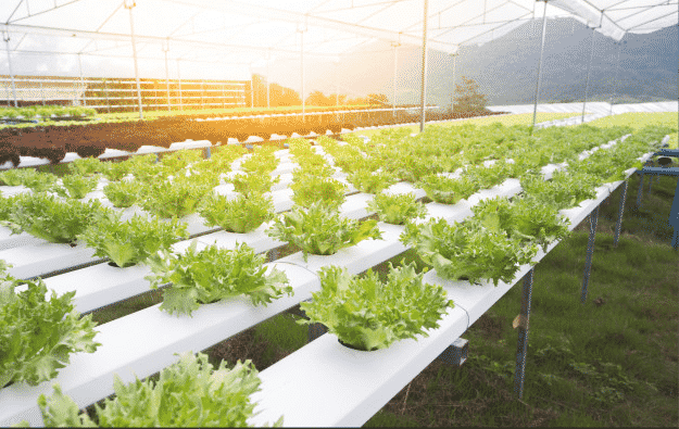 hydroponic-farming-feasibility-study