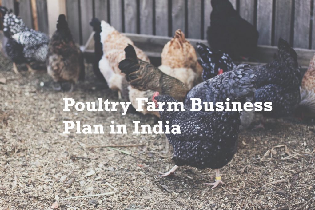 loch poultry business plan