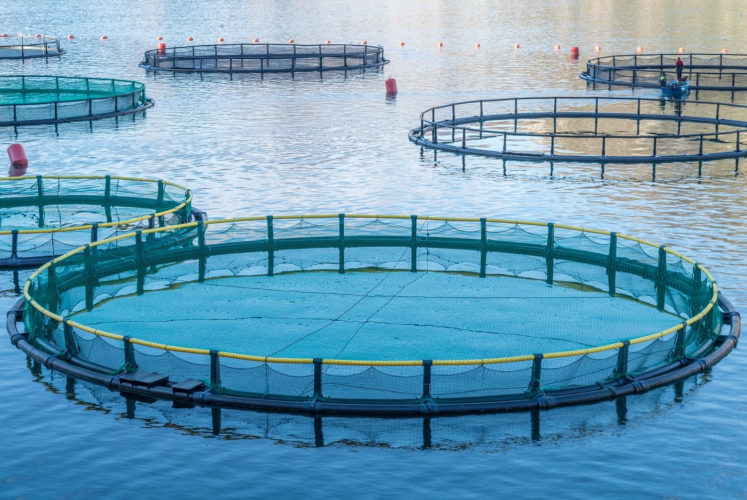 fish-farming-consulting-in-India