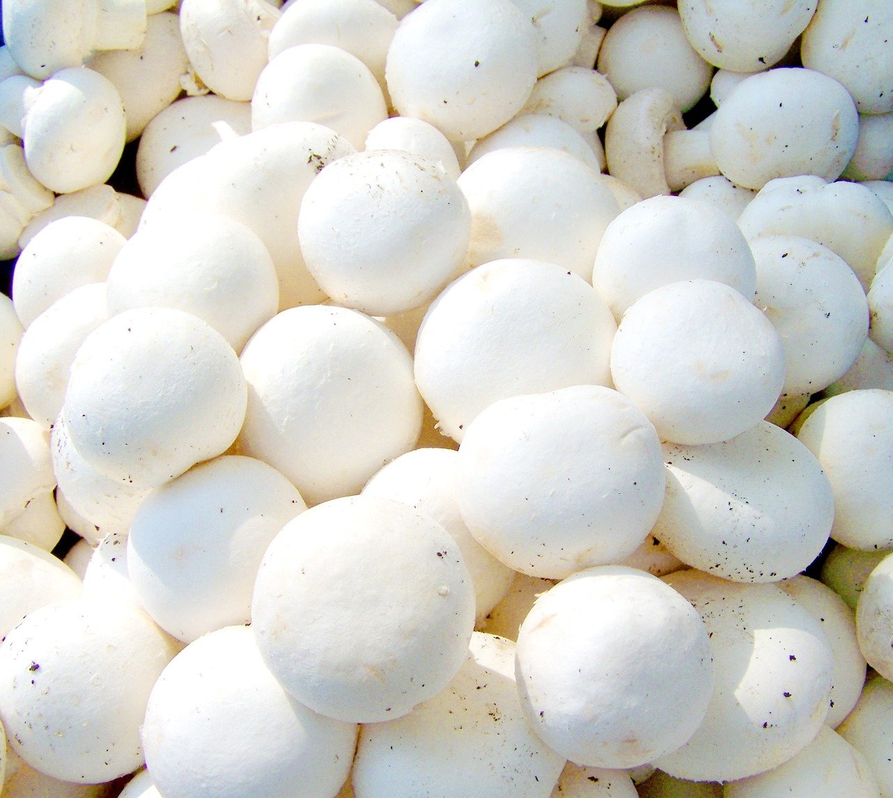 button-mushroom-farming-consulting