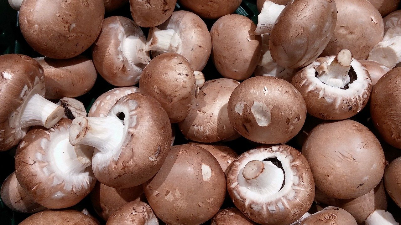 Mushroom-Farming