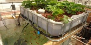 aquaponics-for-small-farmers