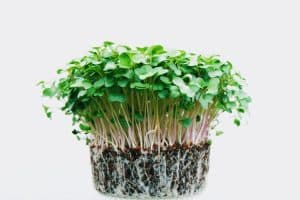 microgreen-cultivation-small-farmers