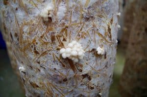 mushroom-pinning