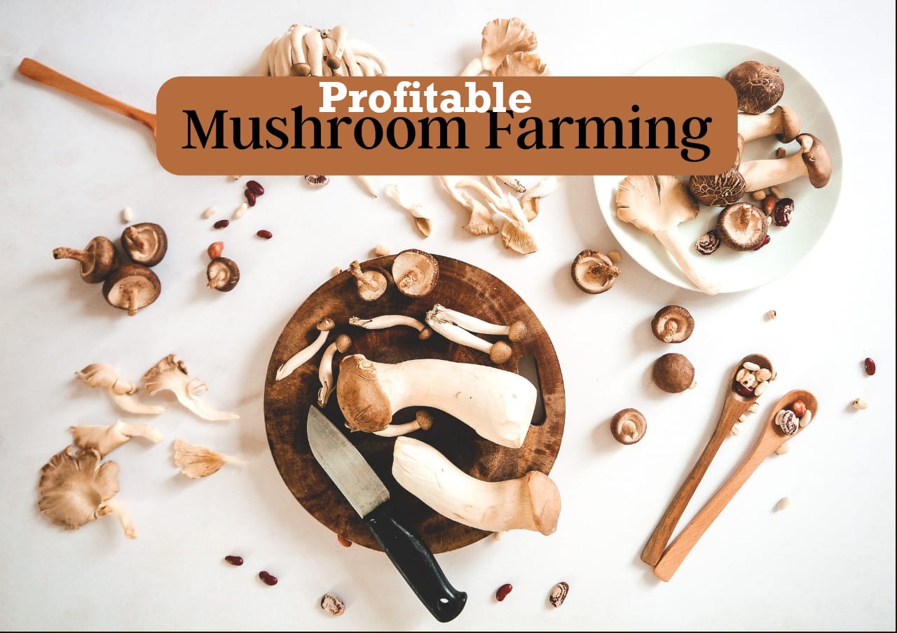 profitable-mushroom-farming-kisaanmitrr-India