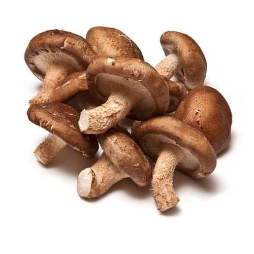 shiitake-mushroom-kisaanmitrr