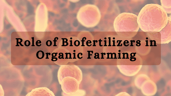 biofertilizers-organic-farming-consultancy-kisaanmitrr