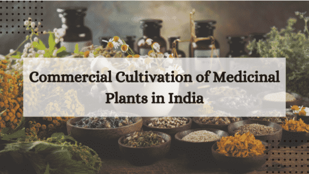 medicinal-plant-cultivation-India-Kisaanmitrr