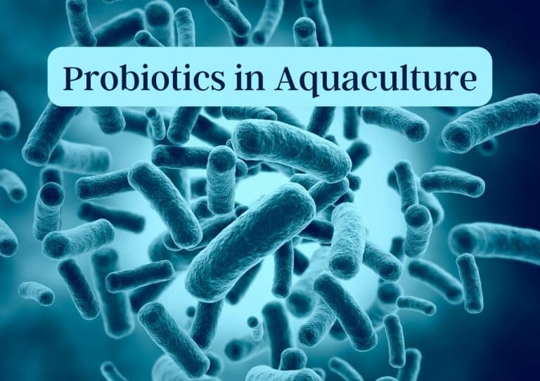 Read more about the article Probiotics in aquaculture and its utilities