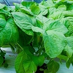 hydroponic-spinach-farming-consulting