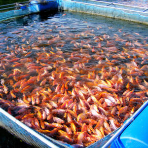 aquaculture-forms