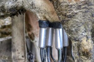 dairy-farm-5155257