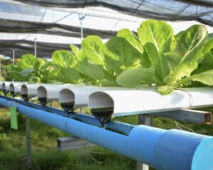 hydroponic-farming-training-and-research-2020-09-10-609895