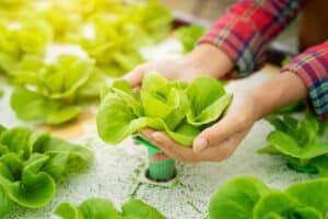 Close up hand farmer working in hydroponic vegetable farms,Agriculture for health Concept