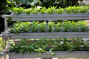 Leafy vegetable growing using hydroponic method.