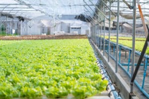 Hydroponic vegetable farm control with organic hydroponic method system at green house farm.
