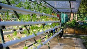 Fresh leaf lettuce green vegetable plant by hydroponic method. Nutrient film transfer Hydroponic setup system idea. Modern vegetable farming.