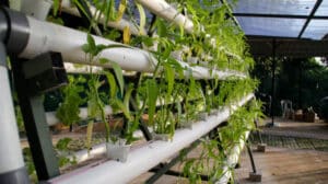 Fresh water spinach or kangkong green vegetable plant by hydroponic method. Nutrient film transfer Hydroponic setup system idea. Modern vegetable farming.