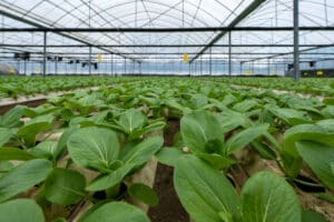 Green vegetable hydroponic greenhouse
