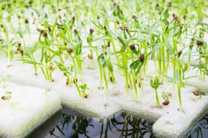 soilless culture or hydroponic technology in glasshouse
