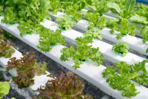 hydroponic salad farm grows leafy greens using a soilless system. Nutrient-rich water feeds the plants, ensuring faster growth and higher yields. The controlled environment produces fresh, clean