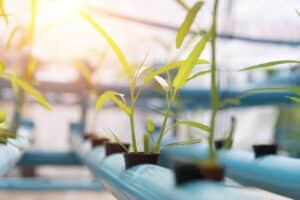 Vegetables Hydroponics farming in farmland background. Organic food and Healthy concept. New technology and Modern agriculture. Smart farming theme. Nature and Environment theme.