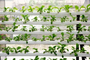 In the commercial greenhouse soilless cultivation of vegetables
