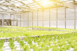 Hydroponics greenhouse. Organic green vegetables salad in hydroponics farm for health, food and agriculture concept design. Hydroponics is a non soil plant.