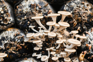 vecteezy_mushroom-farm-with-fresh-mushroom-growing-on-mushroom-spawn_22338395