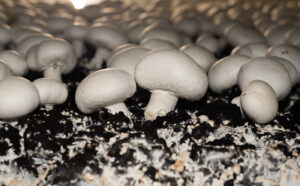vecteezy_selective-focus-of-white-button-mushroom-agaricus-bisporus_12312804