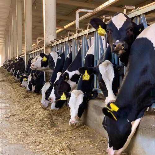 dairy-farming-consultancy-services